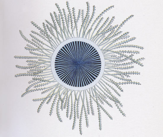 Henry Bigewlow drew this medusa, Porpita lutkeana, during his 1901 trip to the Maldive Islands. 