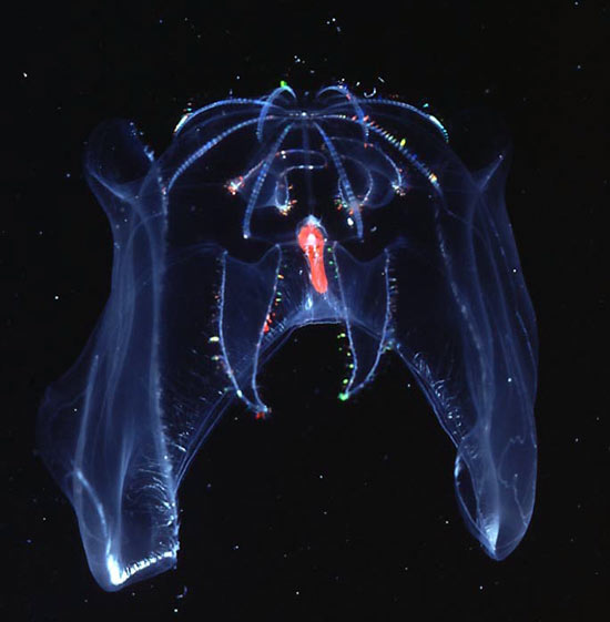 This deep-sea comb jelly, Bathocyroe fosteri, is named for Alvin pilot Dudley Foster, who collected the first specimens. 
